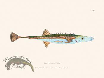 043 Fifteen Spined Stickleback